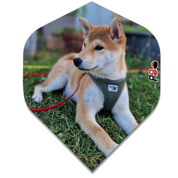 p9 Dart Flights 100 Micron Hund Shiba Standard